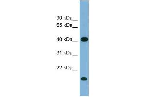WB Suggested Anti-BXDC2 Antibody Titration: 0.