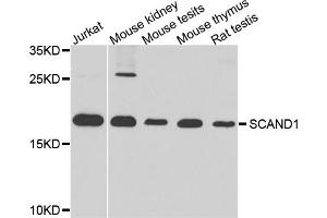 Western blot analysis of extracts of various cell lines, using SCAND1 antibody. (SCAND1 抗体)