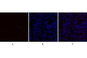 Immunofluorescence analysis of mouse lung tissue. (TGFB1 抗体  (AA 310-390))