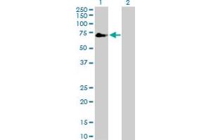 Western Blot analysis of TFCP2 expression in transfected 293T cell line by TFCP2 MaxPab polyclonal antibody. (TFCP2 抗体  (AA 1-502))