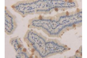 IHC-P analysis of Mouse Small intestine Tissue, with DAB staining. (MUC2 抗体  (AA 27-110))