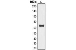 Western blot analysis of TOR1AIP1 expression in HeLa (A) whole cell lysates. (TOR1AIP1 抗体  (Center))