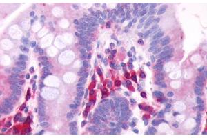 Anti-GPR39 antibody  ABIN1048812 IHC staining of human small intestine. (GPR39 抗体  (Extracellular Domain))