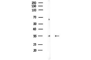 anti-Eukaryotic Translation Initiation Factor 3, Subunit I (EIF3I) (C-Term) antibody