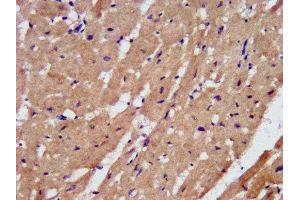 IHC image of ABIN7162786 diluted at 1:200 and staining in paraffin-embedded human heart tissue performed on a Leica BondTM system. (PAM 抗体  (AA 338-497))