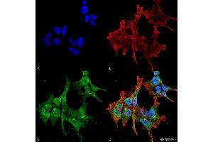Immunocytochemistry/Immunofluorescence analysis using Mouse Anti-Piccolo Monoclonal Antibody, Clone 6H9-B6 . (Piccolo 抗体  (Atto 488))