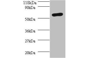 Western blot All lanes: SEPSECS antibody at 2 μg/mL + 293T whole cell lysate Secondary Goat polyclonal to rabbit IgG at 1/10000 dilution Predicted band size: 56, 6 kDa Observed band size: 56 kDa (SEPSECS 抗体  (AA 5-451))