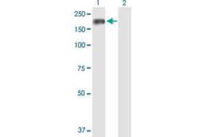 Western Blot analysis of TIMELESS expression in transfected 293T cell line by TIMELESS MaxPab polyclonal antibody. (TIMELESS 抗体  (AA 1-1208))