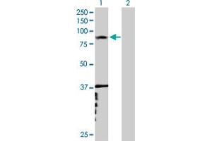 Western Blot analysis of RNF6 expression in transfected 293T cell line by RNF6 MaxPab polyclonal antibody. (RNF6 抗体  (AA 1-685))
