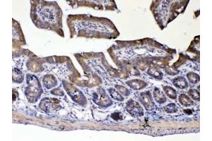 IHC testing of FFPE mouse small intestine tissue with UGT1A1 antibody at 1ug/ml. (UGT1A1 抗体)