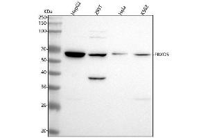 Western blot analysis of Emi1 using anti-Emi1 antibody (ABIN7604745).