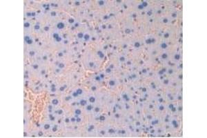 Detection of IAP in Mouse Liver Tissue using Polyclonal Antibody to Integrin Associated Protein (IAP) (CD47 抗体  (AA 18-219))