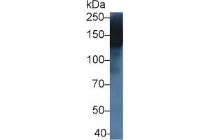 Western Blot; Sample: Rat Spleen lysate; Primary Ab: 5µg/ml Rabbit Anti-Rat MMRN1 Antibody Second Ab: 0. (Multimerin 1 抗体  (AA 846-1084))