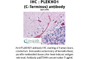 Image no. 1 for anti-Pleckstrin Homology Domain Containing, Family O Member 1 (PLEKHO1) (C-Term) antibody (ABIN1738152) (PLEKHO1 抗体  (C-Term))