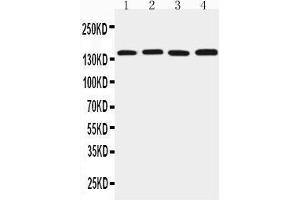 Western Blotting (WB) image for anti-Tight Junction Protein 2 (Zona Occludens 2) (TJP2) (AA 1149-1167), (C-Term) antibody (ABIN3044036)