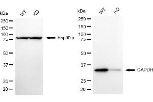 Western blotting analysis using GAPDH antibody (ABIN7798764).