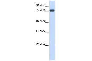 HSPA8 antibody used at 1 ug/ml to detect target protein. (Hsc70 抗体  (N-Term))