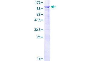 SNX33 Protein (AA 1-574) (GST tag)
