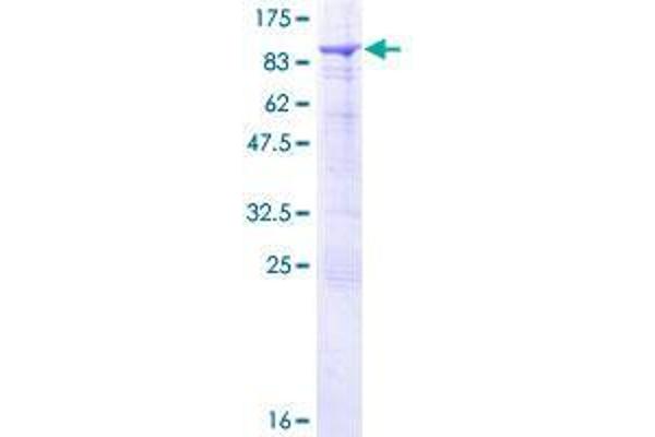 SNX33 Protein (AA 1-574) (GST tag)