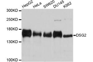 Western blot analysis of extracts of various cell lines, using DSG2 antibody. (Desmoglein 2 抗体)