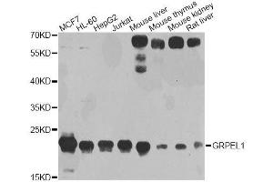 Western blot analysis of extracts of various cell lines, using GRPEL1 antibody. (GRPEL1 抗体  (AA 1-217))