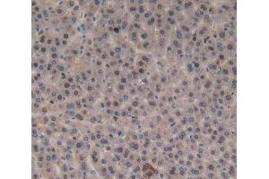 Used in DAB staining on fromalin fixed paraffin- embedded liver tissue (Orexin A 抗体  (AA 32-123))