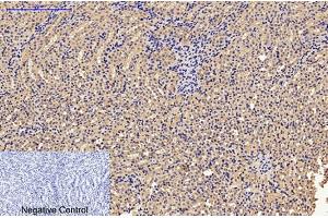 Immunohistochemical analysis of paraffin-embedded mouse kidney tissue. (Caspase 9 抗体)
