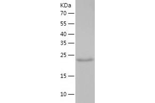 Syntaxin 17 Protein (STX17) (AA 1-229) (His tag)