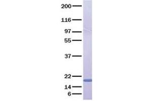 Validation with Western Blot (FGF23 蛋白)