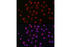 Immunofluorescence analysis of NIH/3T3 cells using HDGF Rabbit mAb (ABIN7267622) at dilution of 1:100 (40x lens). (HDGF 抗体)