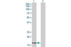 Western Blot analysis of ATOH7 expression in transfected 293T cell line by ATOH7 monoclonal antibody (M01), clone 1A5. (ATOH7 抗体  (AA 53-99))