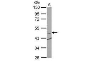 Image no. 2 for anti-Ring Finger Protein 180 (RNF180) (Internal Region) antibody (ABIN1496141) (RNF180 抗体  (Internal Region))