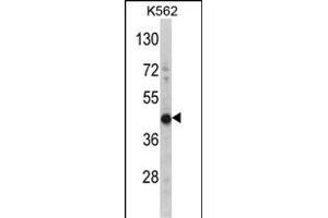 Western blot analysis of HIBCH Antibody (Center) (ABIN391638 and ABIN2841549) in K562 cell line lysates (35 μg/lane). (HIBCH 抗体  (AA 183-209))