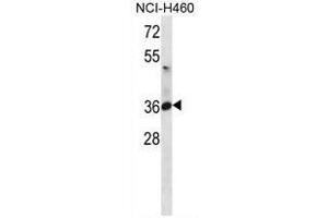 ATP1B3 Antibody (C-term) western blot analysis in NCI-H460 cell line lysates (35µg/lane). (ATP1B3 抗体  (C-Term))