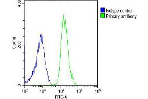 Overlay histogram showing U-2OS cells stained with Antibody (green line). (PREX1 抗体  (C-Term))
