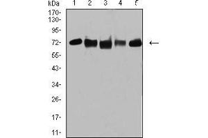 Western blot analysis using TRIM25 mouse mAb against MCF-7 (1), MCF-7 (2), K562 (3), A549 (4), and MOLT4 (5) cell lysate. (TRIM25 抗体  (AA 211-360))