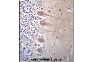 ZN Antibody (Center) (ABIN657288 and ABIN2846375) immunohistochemistry analysis in formalin fixed and paraffin embedded human cerebellum tissue followed by peroxidase conjugation of the secondary antibody and DAB staining. (ZNF764 抗体  (AA 84-113))