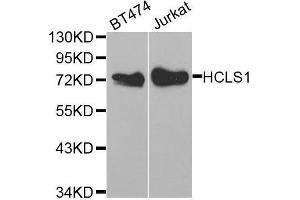 Western blot analysis of extracts of various cell lines, using HCLS1 antibody. (HCLS1 抗体  (AA 1-280))