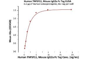 Immobilized Human Osteoprotegerin, His Tag (ABIN2181848,ABIN2181847) at 2 μg/mL (100 μL/well) can bind Human TNFSF11, Mouse IgG2a Fc Tag (ABIN6973284) with a linear range of 0. (RANKL Protein (AA 64-245) (Fc Tag))
