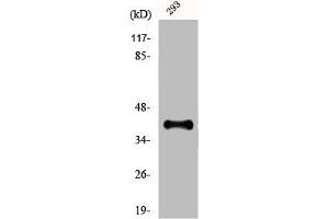 Western Blot analysis of 293 cells using Dlx-3 Polyclonal Antibody (DLX3 抗体  (Internal Region))