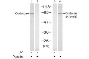 Image no. 1 for anti-Cortactin (CTTN) (Tyr466) antibody (ABIN197532) (Cortactin 抗体  (Tyr466))