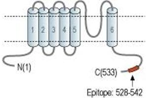 Mucolipin 3 (Mcoln3) peptide