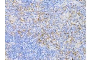 Immunohistochemistry of paraffin-embedded mouse thymus using CD3E antibody.