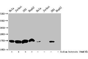 Western Blot Detected samples: Hela whole cell lysate, Jurkat whole cell lysate, 293 whole cell lysate, HepG2 whole cell lysate, Untreated (-) or treated (+) with 30 mM sodium butyrate for 4h All lanes: HIST1H3A antibody at 1:500 Secondary Goat polyclonal to rabbit IgG at 1/40000 dilution Predicted band size: 16 kDa Observed band size: 16 kDa (HIST1H3A 抗体  (acLys9))