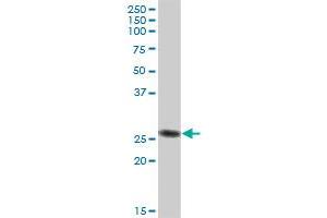 IGL@ MaxPab polyclonal antibody. (IgL 抗体  (AA 1-232))