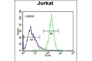 Flow cytometric analysis of Jurkat cells (right histogram) compared to a negative control cell (left histogram). (CWC22 抗体  (N-Term))