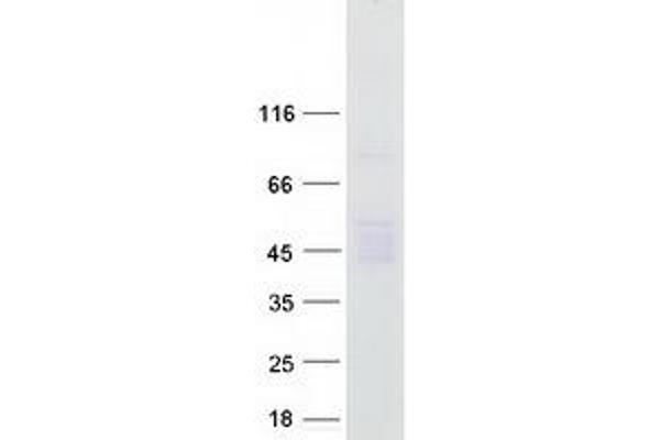 CPO Protein (Myc-DYKDDDDK Tag)