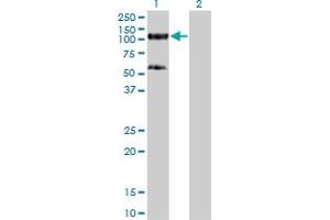 Western Blot analysis of TRIM28 expression in transfected 293T cell line by TRIM28 monoclonal antibody (M01), clone 4E6.