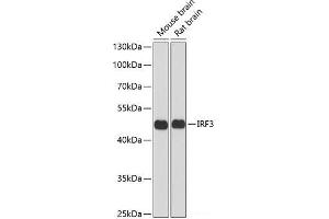 Western blot analysis of extracts of various cell lines using IRF3 Polyclonal Antibody at dilution of 1:1000. (IRF3 抗体)