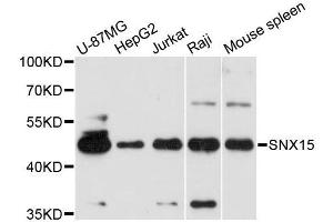 Western blot analysis of extracts of various cell lines, using SNX15 antibody (ABIN5996649) at 1:3000 dilution. (SNX15 抗体)